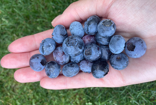 Mehr als nur eine blaue Beere: Geschmack und Textur von Blaubeeren