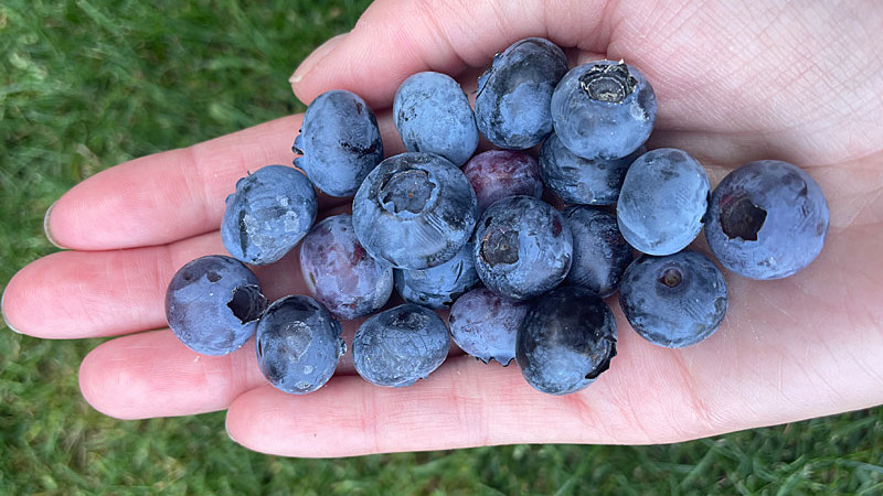 Mehr als nur eine blaue Beere: Geschmack und Textur von Blaubeeren