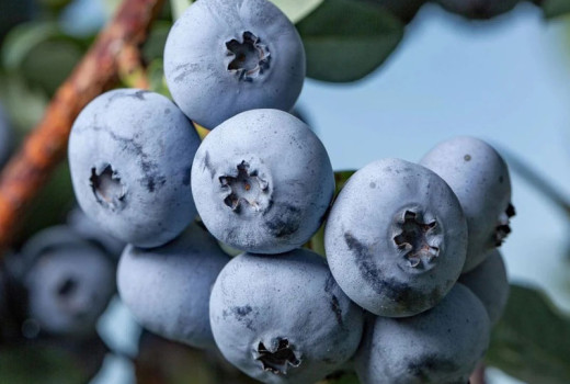 Kurzanleitung für Profis: Gezielte Düngung von Blaubeeren für maximale Erträge