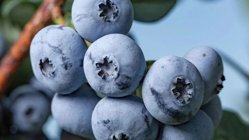 Kurzanleitung für Profis: Gezielte Düngung von Blaubeeren für maximale Erträge