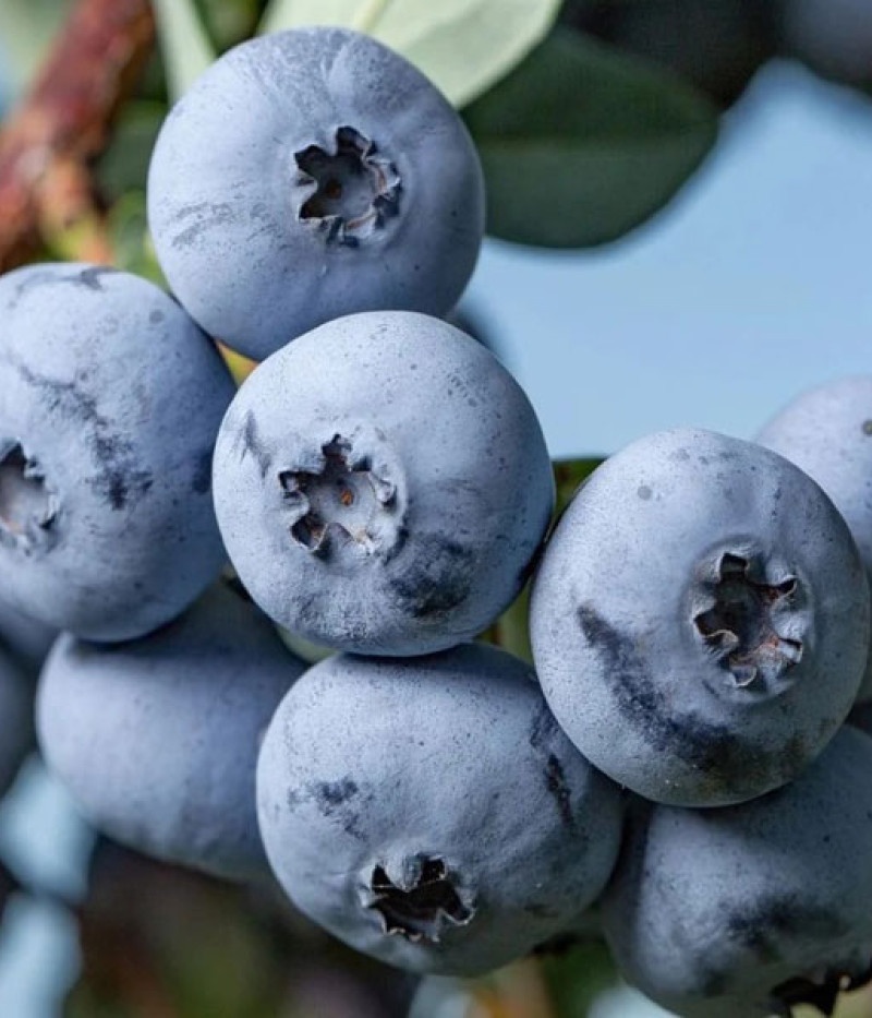 Heidelbeere (Vaccinium virgatum) DELITE - Tutifruti, s.r.o.
