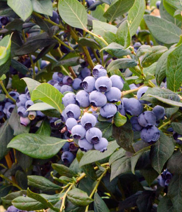 Heidelbeere (Vaccinium corymbosum) ELIOT