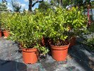 PBR Heidelbeere (Vaccinium corymbosum x Vaccinium angustifolium x Vaccinium uliginosum) ARTO - Tutifruti, s.r.o. (SK)