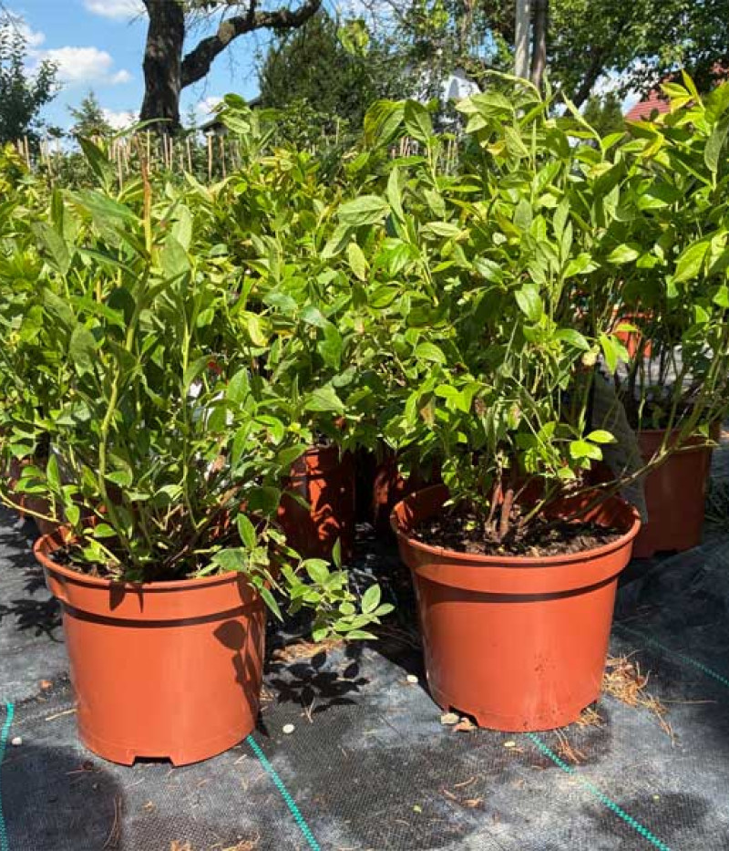 PBR Heidelbeere (Vaccinium corymbosum x Vaccinium angustifolium x Vaccinium uliginosum) JORMA - Tutifruti, s.r.o. (SK)