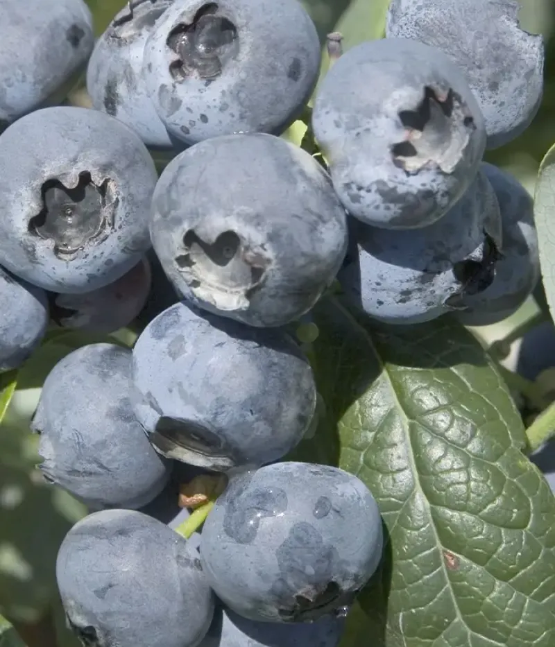 Heidelbeere (Vaccinium corymbosum) HURON - Tutifruti, s.r.o.