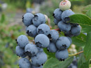 PBR Heidelbeere (Vaccinium corymbosum x Vaccinium angustifolium x Vaccinium uliginosum) JORMA - Tutifruti, s.r.o. (SK) PBR Heidelbeere (Vaccinium corymbosum x Vaccinium angustifolium x Vaccinium uliginosum) JORMA - Tutifruti, s.r.o. (SK)