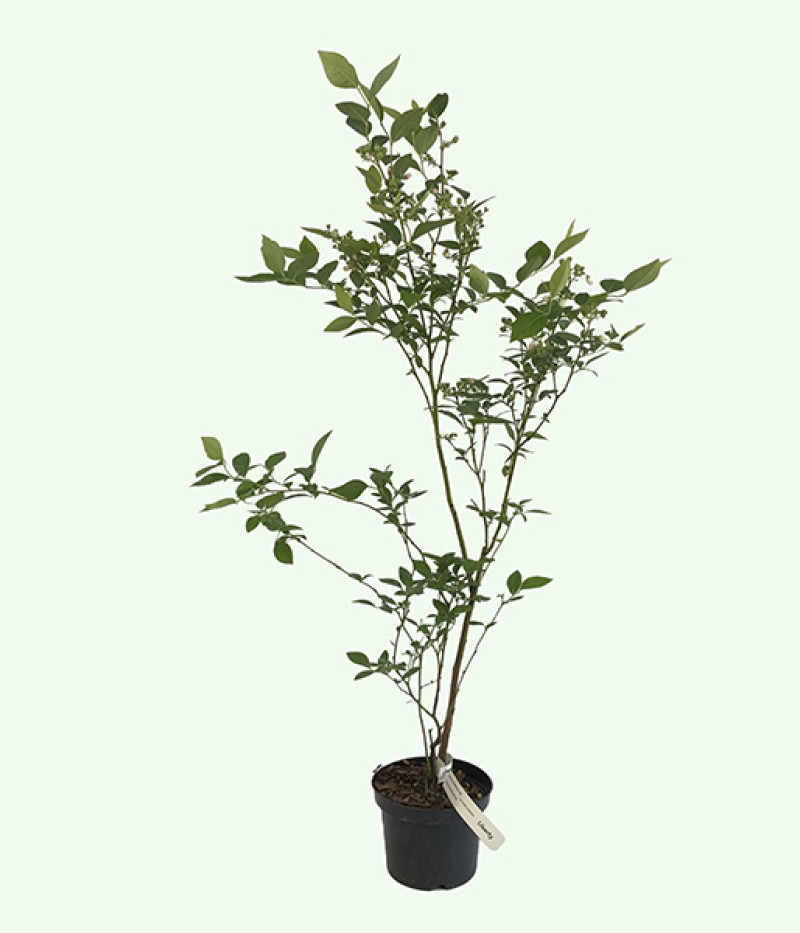 Heidelbeere (Vaccinium corymbosum) ELIOT - Tutifruti SK
