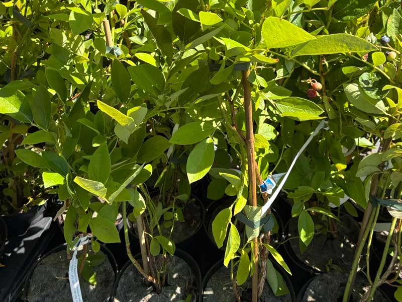 Blueberry (Vaccinium corymbosum x Vaccinium darrowii) MILLENNIA® - Tutifruti SK Blueberry (Vaccinium corymbosum x Vaccinium darrowii) MILLENNIA® - Tutifruti SK