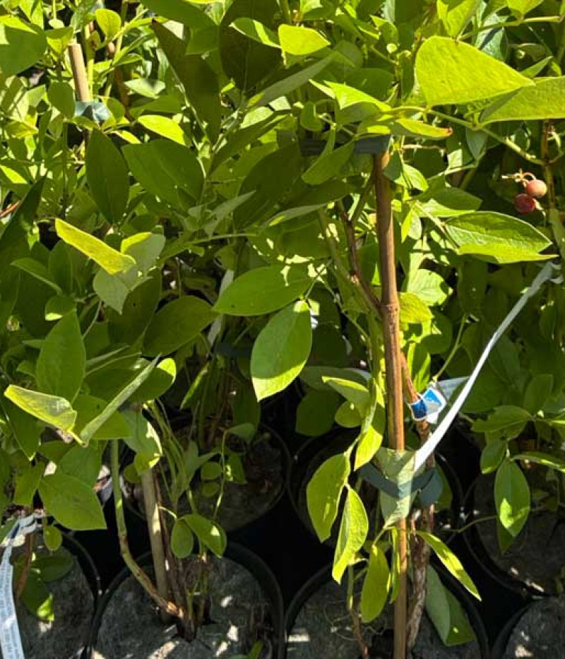 Čučoriedka (Vaccinium corymbosum x Vaccinium darrowii) MILLENNIA® - Tutifruti SK