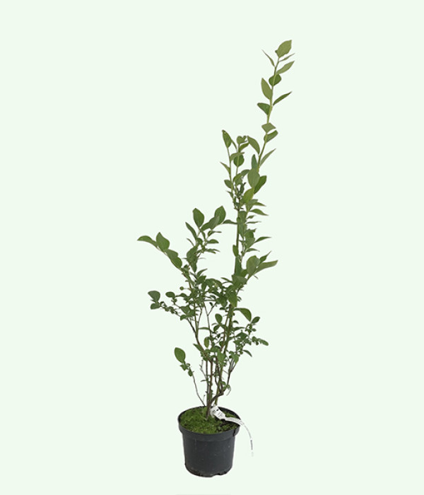 Heidelbeere (Vaccinium corymbosum) NELSON