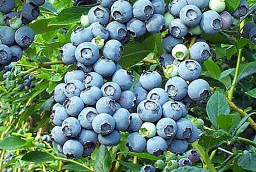 Das phänologische Paradoxon Mitteleuropas: Ein umfassender Ratgeber zur Heidelbeer-Auswahl für Süd und Nord