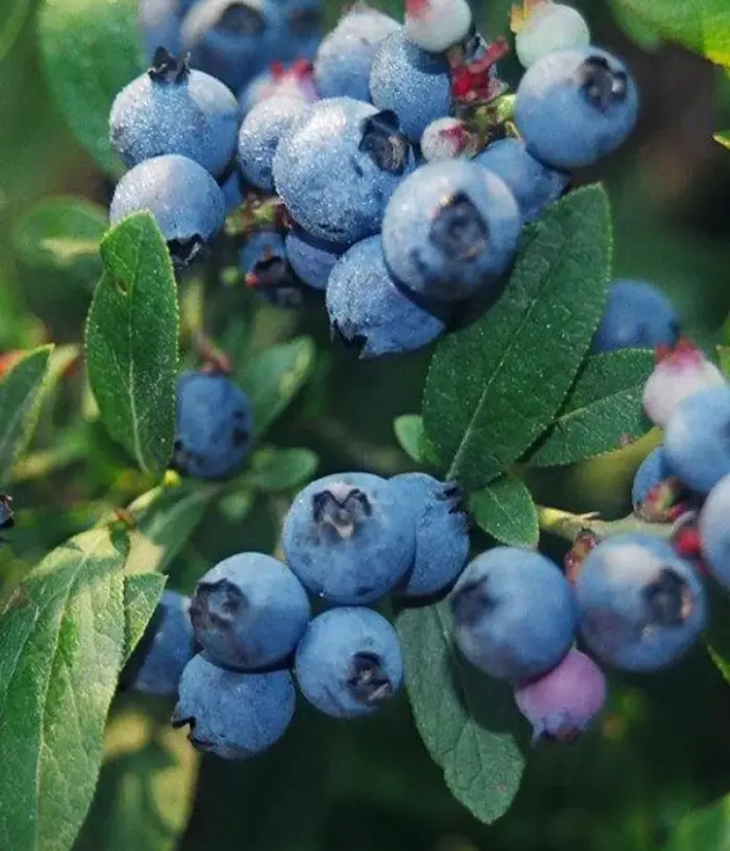 Heidelbeere (Vaccinium corymbosum x Vaccinium angustifolium) NORTHCOUNTRY - Tutifruti, s.r.o.