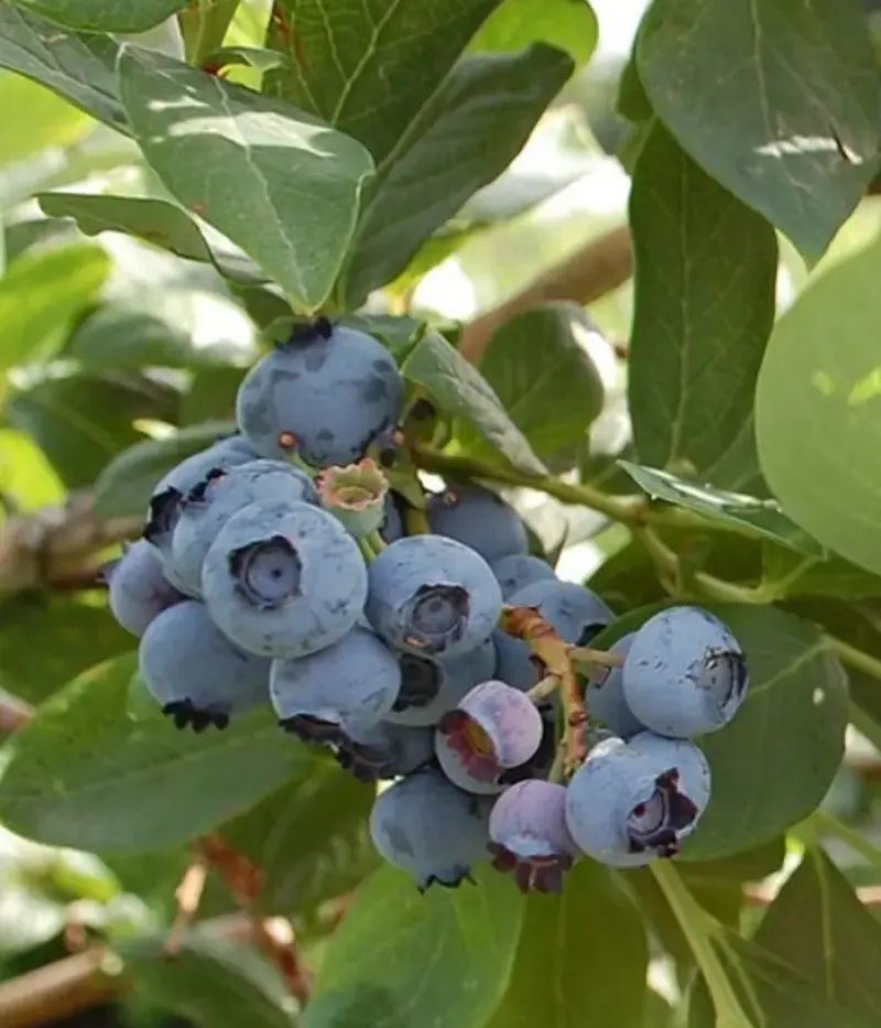 Heidelbeere (Vaccinium corymbosum x Vaccinium darrowii) O'NEAL - Tutifruti, s.r.o.