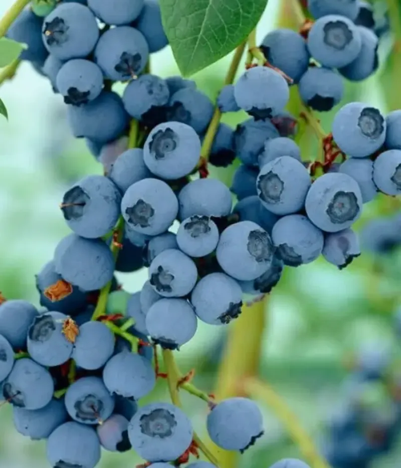 Heidelbeere (Vaccinium corymbosum x Vaccinium darrowii) OZARKBLUE - Tutifruti, s.r.o.