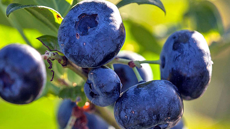Wasser als Leben und Bedrohung: Wie die Qualität und Verfügbarkeit der Bewässerung über den Erfolg des Heidelbeeranbaus entscheiden