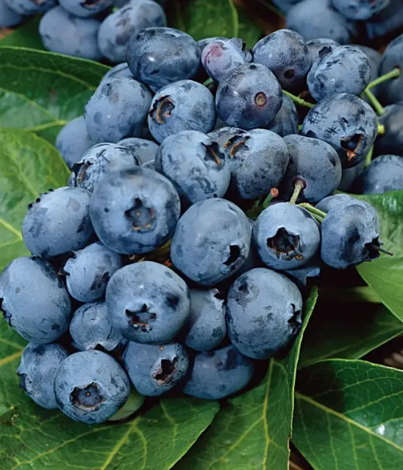 Heidelbeere (Vaccinium corymbosum) PURU - Tutifruti, s.r.o.