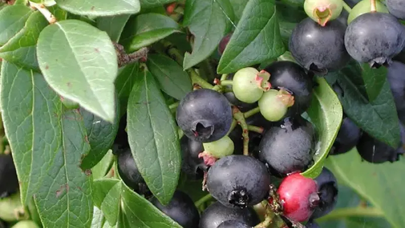 Jenseits der Kreuzung: Die biotechnologische Revolution und der verborgene Einfluss der wilden Heidelbeere auf moderne Sorten