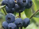 Blueberry (Vaccinium corymbosum) REKA - Tutifruti, s.r.o.