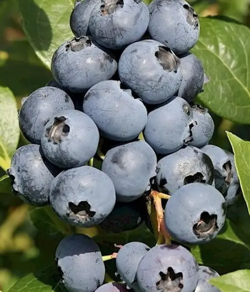 Heidelbeere (Vaccinium corymbosum) SIERRA - Tutifruti, s.r.o.