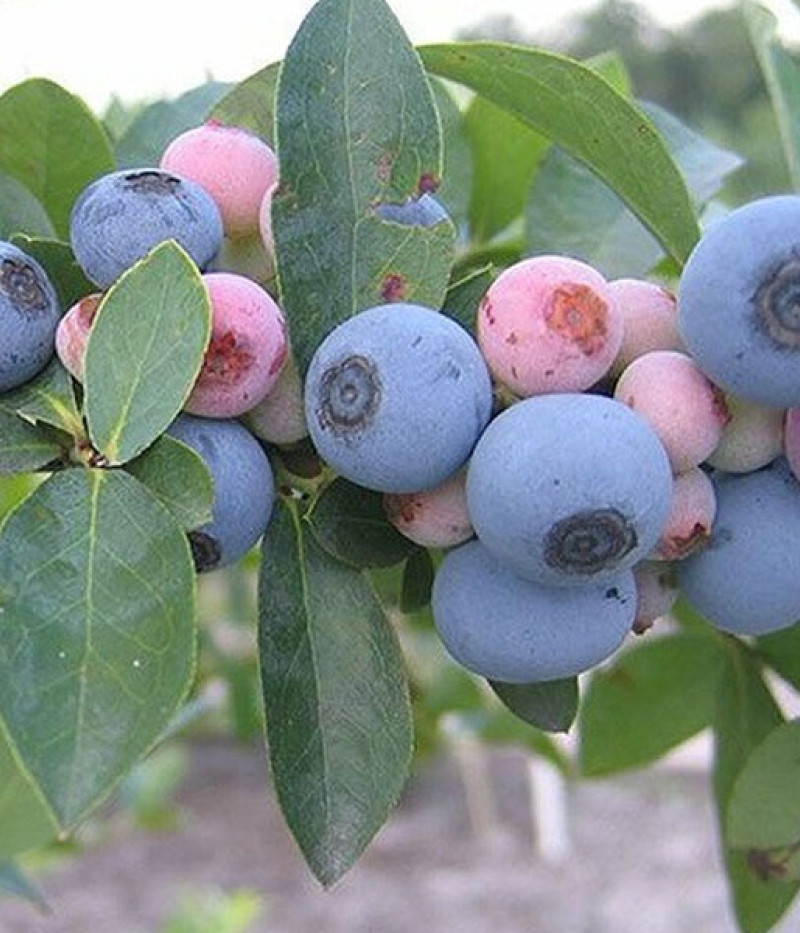 Heidelbeere (Vaccinium virgatum) BRIGHTWELL - Tutifruti, s.r.o. (SK)