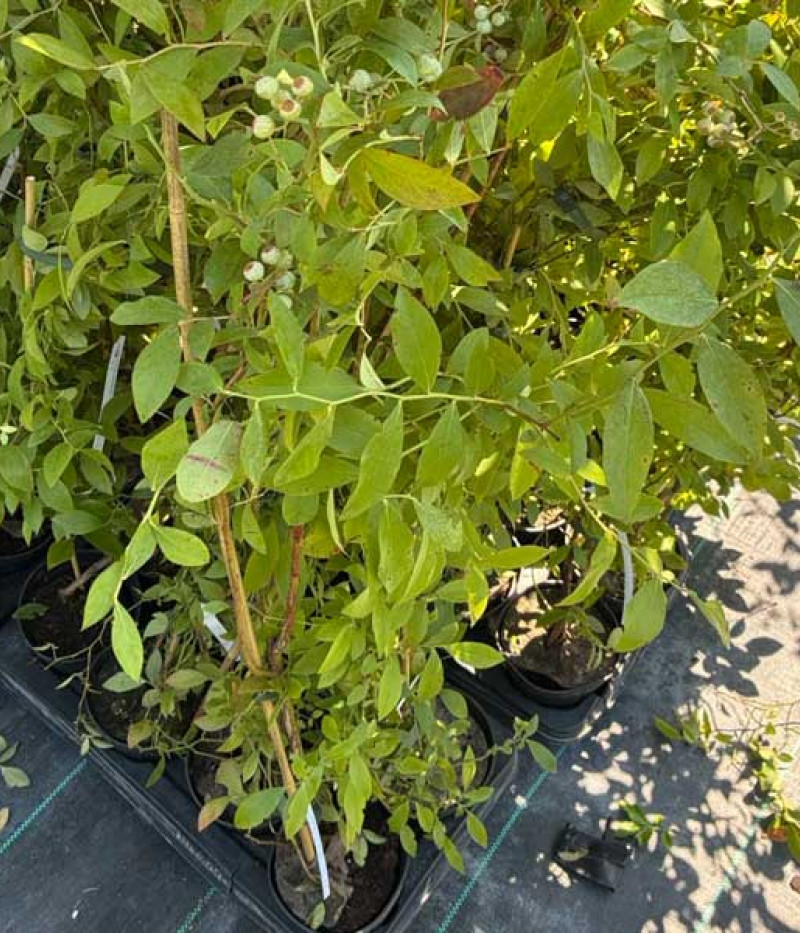 Heidelbeere (Vaccinium virgatum) BRIGHTWELL - Tutifruti, s.r.o. (SK)