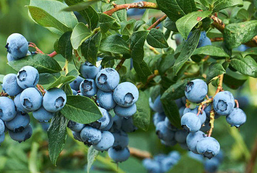 Heidelbeer-Ratgeber: Auswahl für Süd- und Nordregionen (Vollversion)