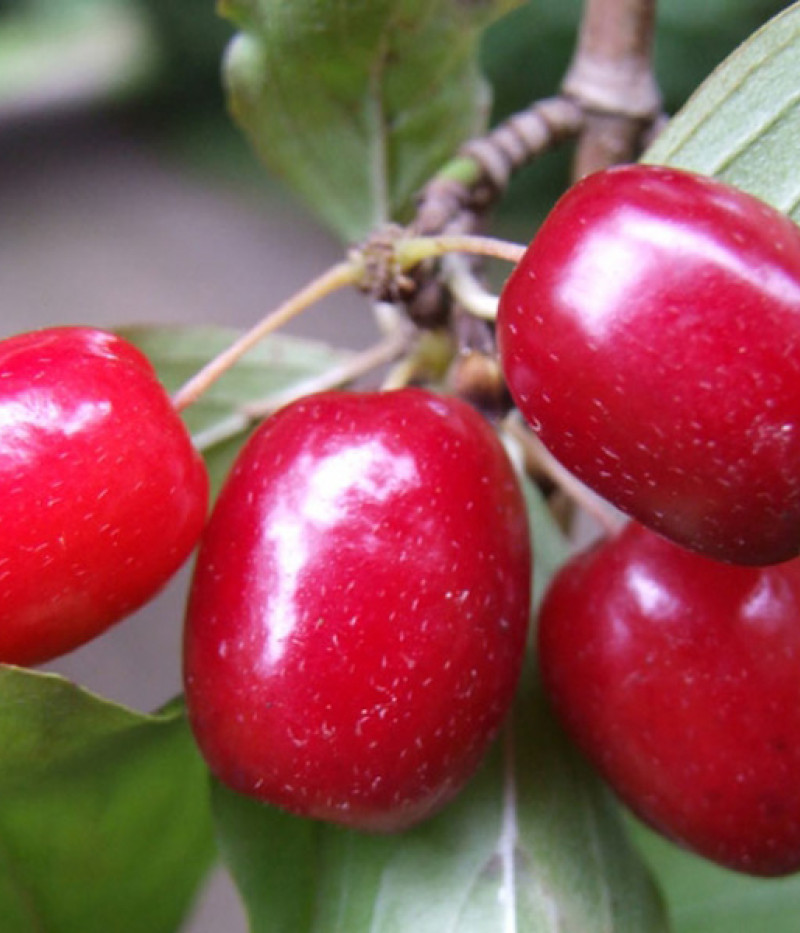 Kornelkirsche (Cornus mas) KORRALOWYJ MARKA - Tutifruti SK