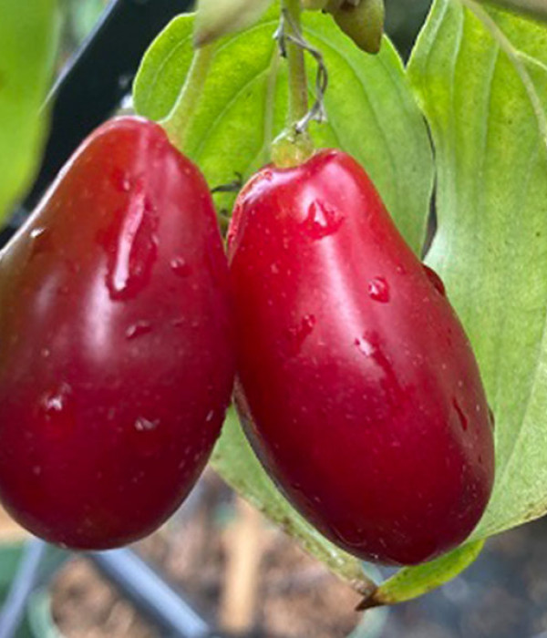 Kornelkirsche (Cornus mas) KAZALNAK