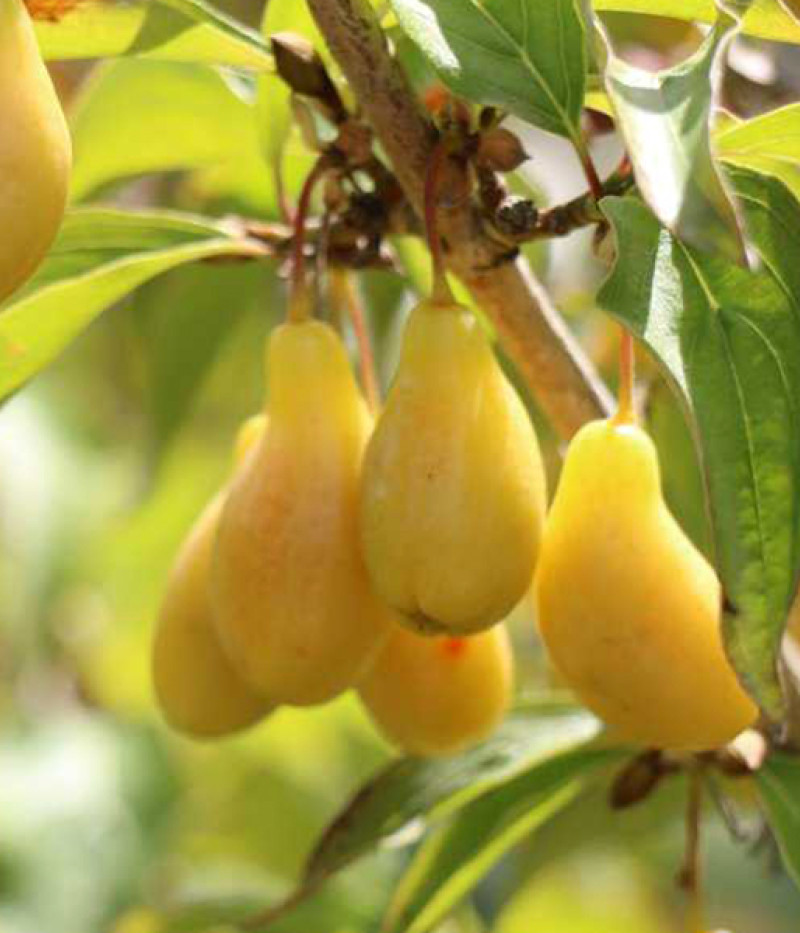 Kornelkirsche (Cornus mas) NEZNYJ - Tutifruti SK