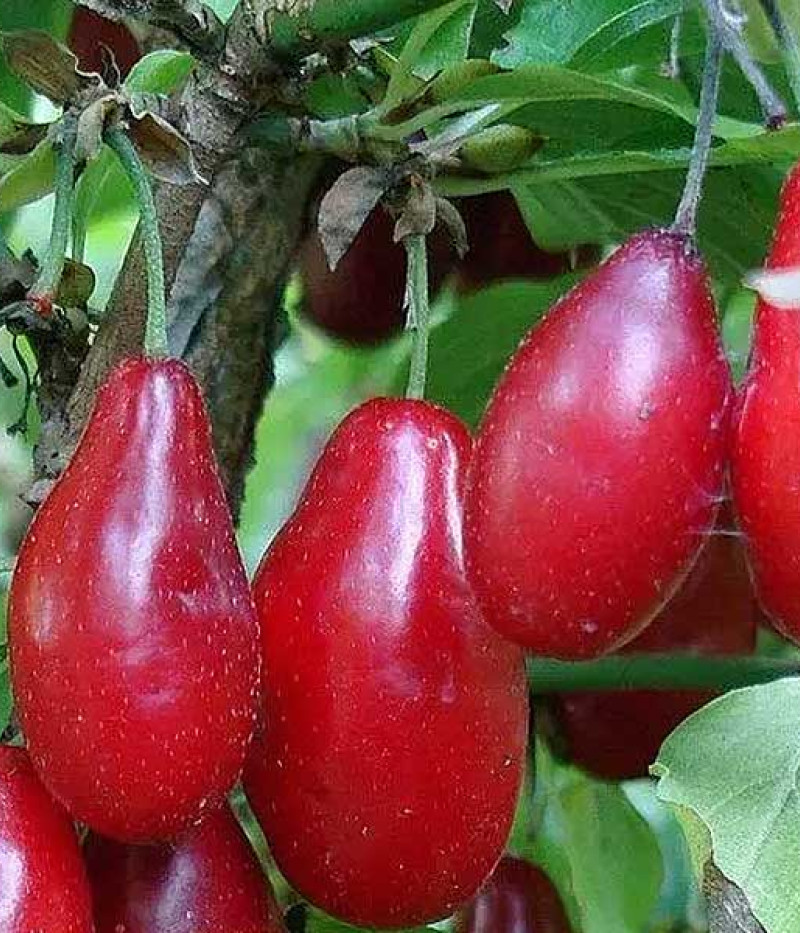Kornelkirsche (Cornus mas) PERVENETS - Tutifruti SK