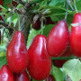 Cornelian Cherry Dogwood (Cornus mas) PERVENETS