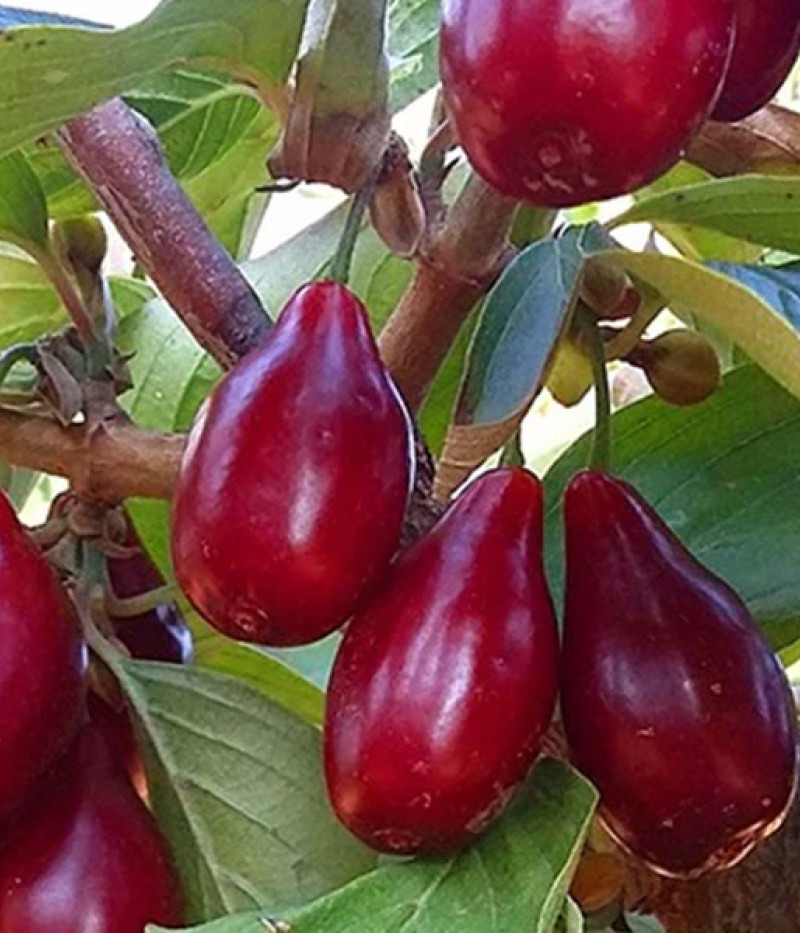 Kornelkirsche (Cornus mas) PIONEER - Tutifruti SK