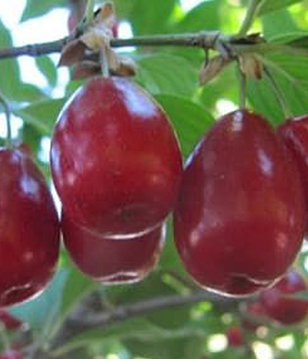 Kornelkirsche (Cornus mas) SHAN