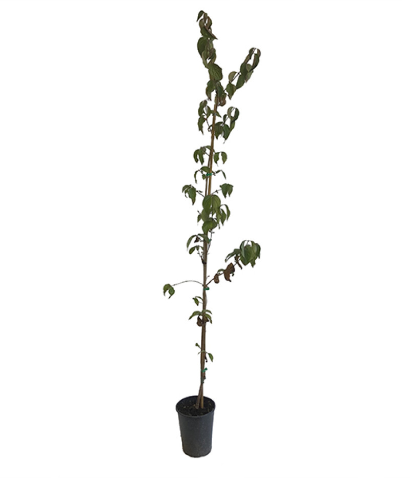 Drieň obyčajný (Cornus mas) KRESOWIAK - Tutifruti SK