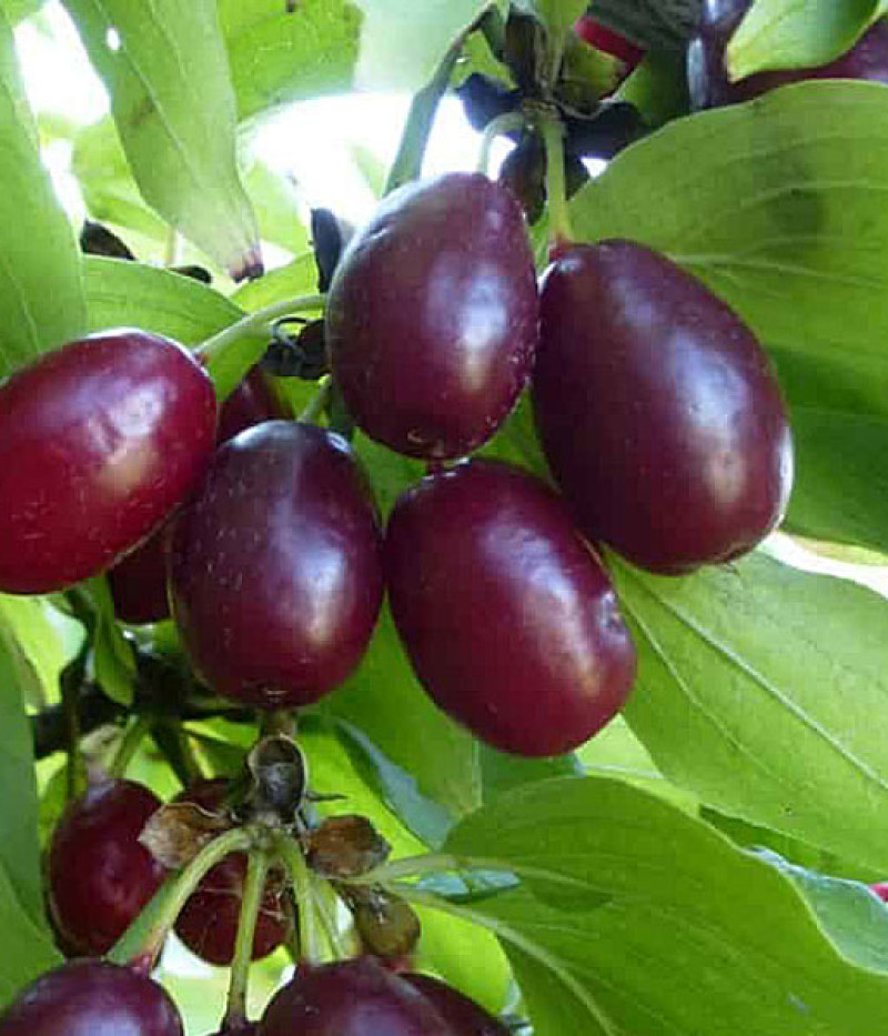 Kornelkirsche (Cornus mas) FRUITFUL - Tutifruti SK