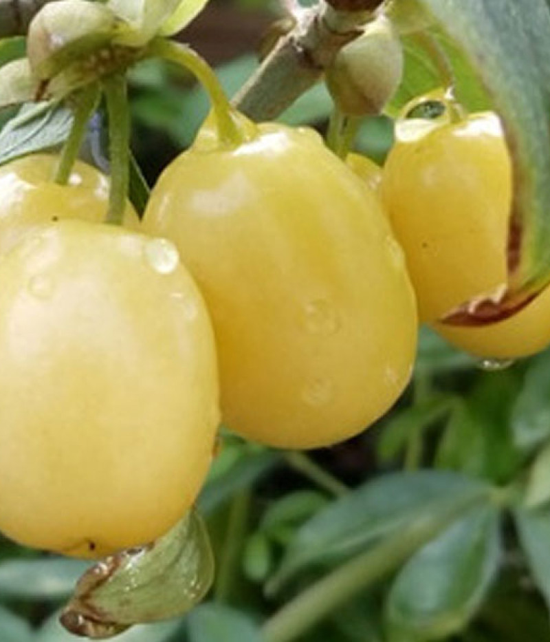 Kornelkirsche (Cornus mas) JANTARNYJ - Tutifruti SK