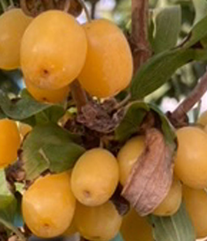 Kornelkirsche (Cornus mas) JANTARNYJ - Tutifruti SK