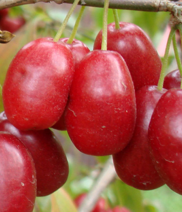 Kornelkirsche (Cornus mas) YEVGENIA