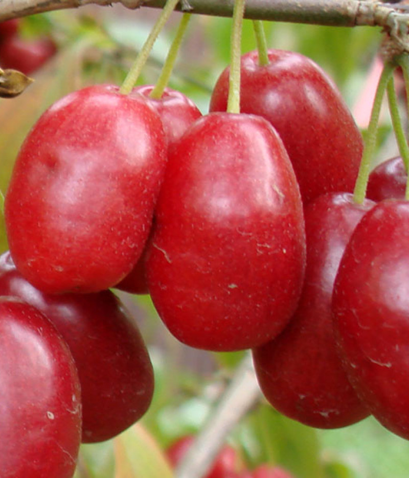 Kornelkirsche (Cornus mas) YEVGENIA - Tutifruti SK