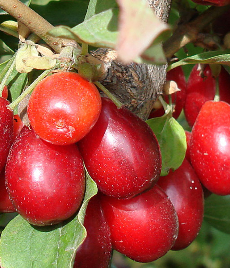 Drieň obyčajný (Cornus mas) KRESOWIAK - Tutifruti SK