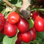 Kornelkirsche (Cornus mas) YELENA