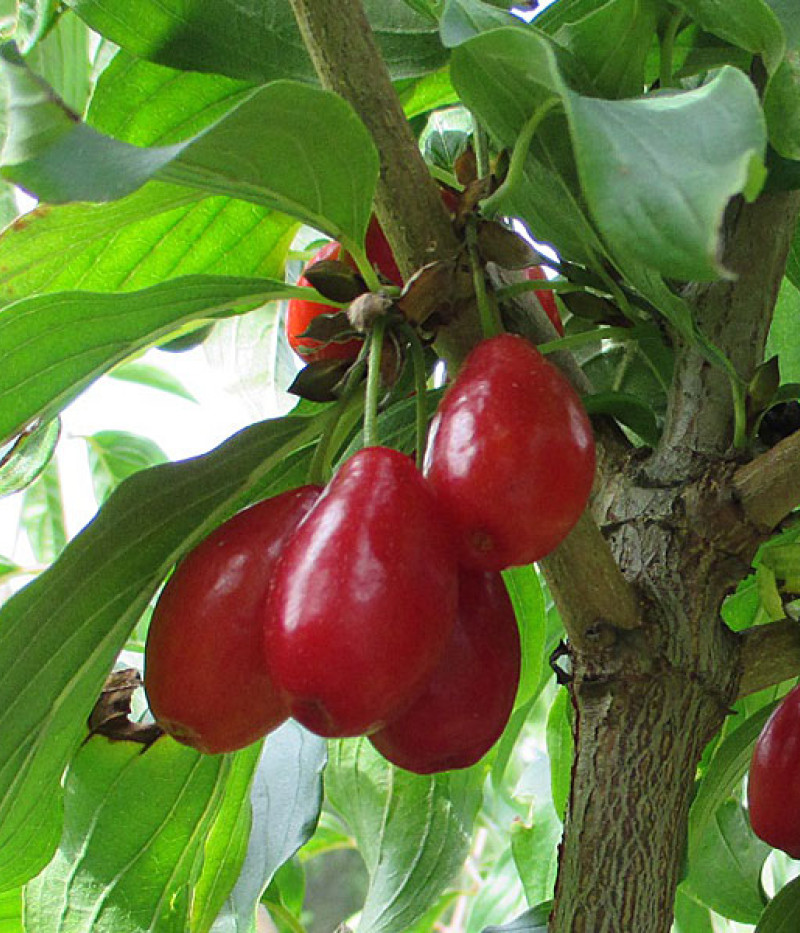 Kornelkirsche (Cornus mas) NIKOLKA - Tutifruti SK