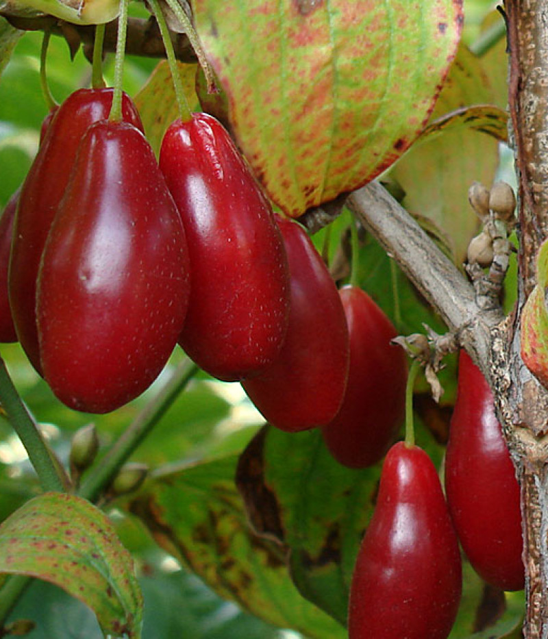 Kornelkirsche (Cornus mas) DUBLANY - Tutifruti SK
