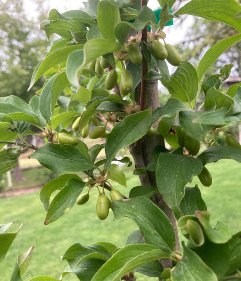 Kornelkirsche (Cornus mas) NIKOLKA - Tutifruti SK