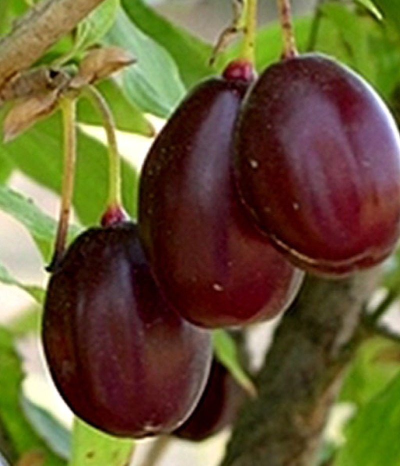 Kornelkirsche (Cornus mas) MATADOR - Tutifruti SK