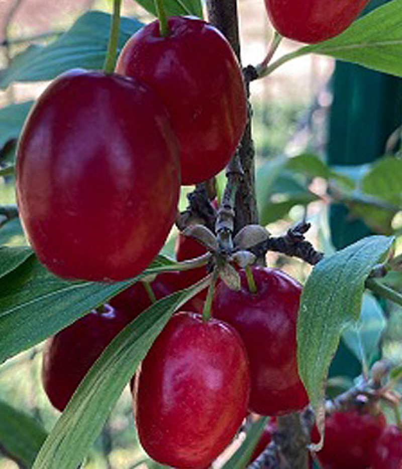 Kornelkirsche (Cornus mas) RACIBORSKI - Tutifruti SK