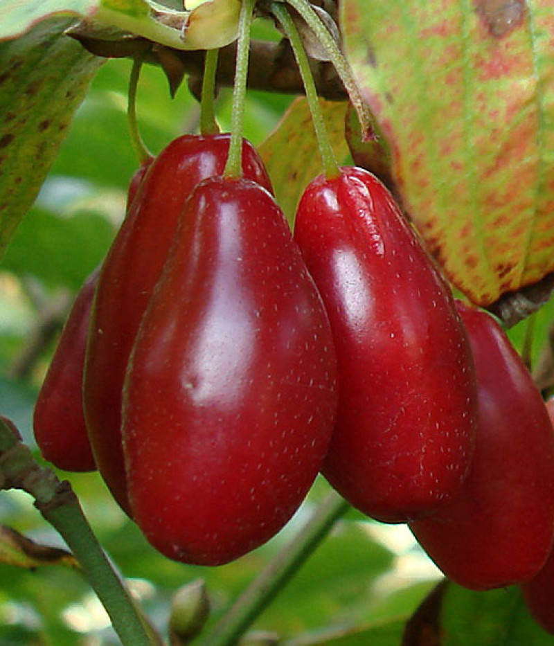 Kornelkirsche (Cornus mas) LUKJANOVSKIJ - Tutifruti SK