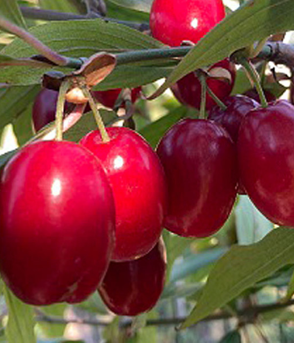 Cornelian Cherry Dogwood (Cornus mas) SVIETLANA