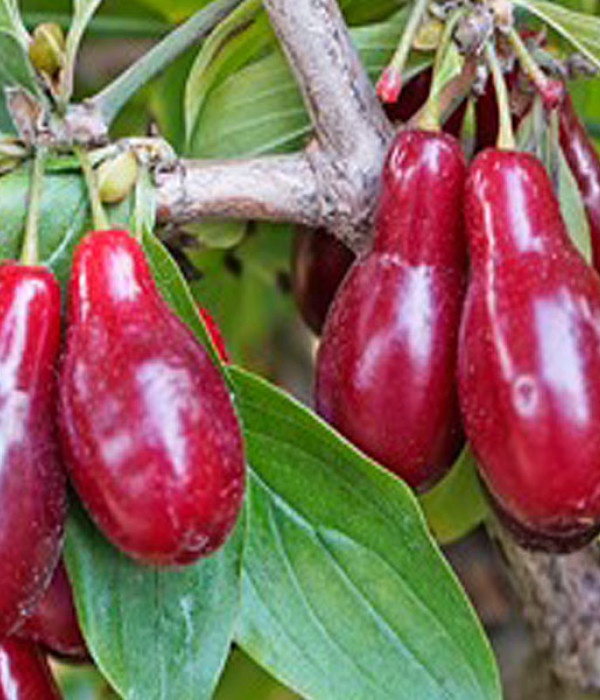 Kornelkirsche (Cornus mas) SZAFER®