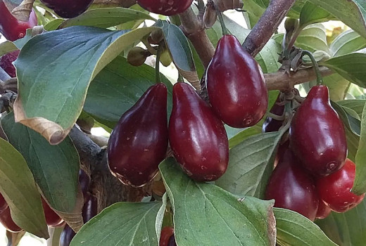 Die Kornelkirsche (Cornus mas) und ihre schmackhaften Früchte: ein unscheinbarer Baum mit hohem Ertrag